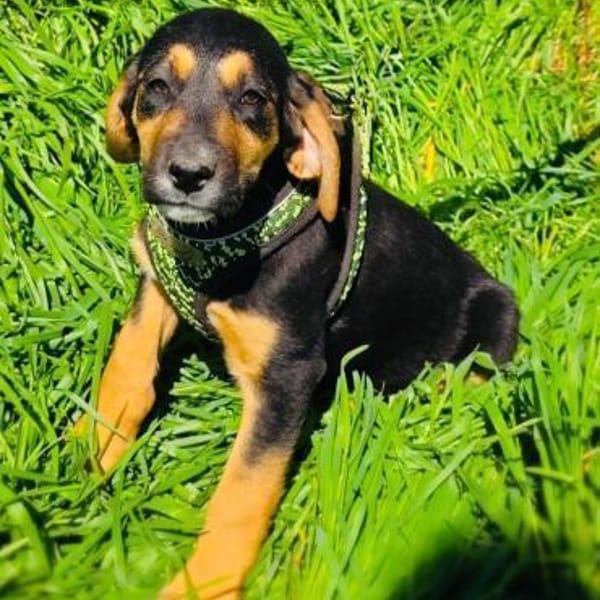 Kiwi sucht ein Zuhause — Shündin