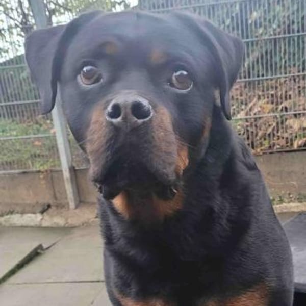 Pan, imposant — Rottweiler