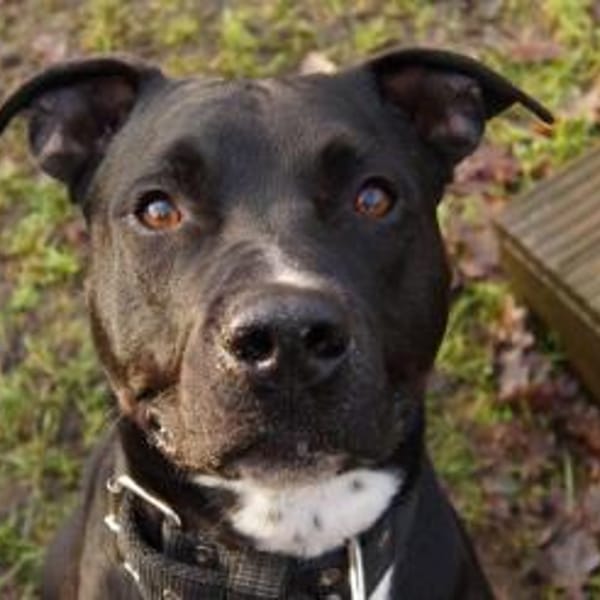 Monty — Amerikanischer Staffordshire-terrier