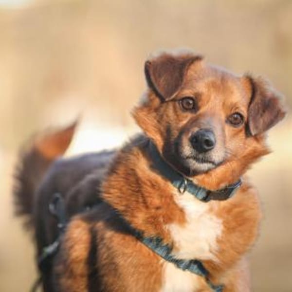 Mischling Lenny sucht — Mischling