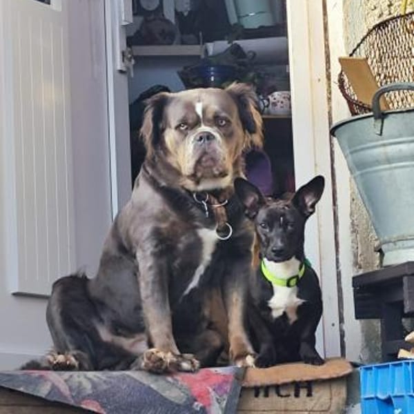 Hanna 7 Monate  kleines Dackel-Mix-Mäd — Dackel