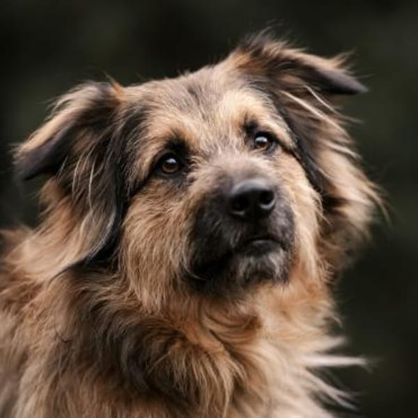 SLY sucht Menschen mit Hundeverstand — Briard