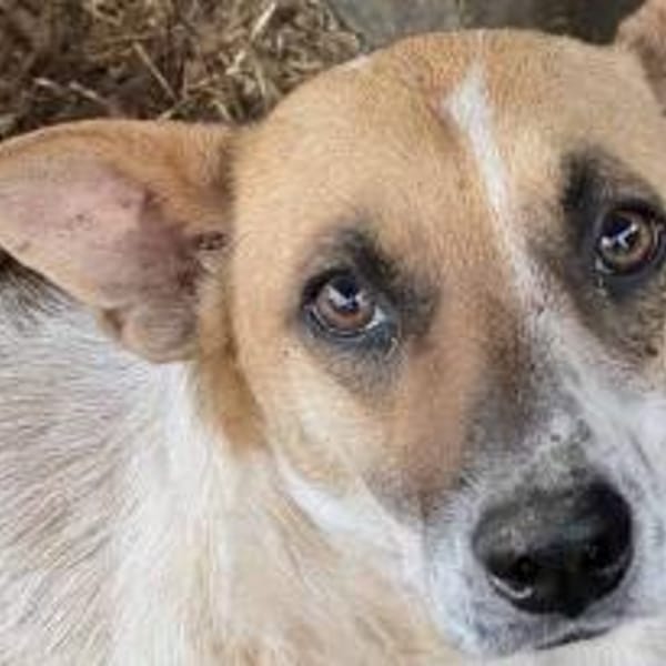 Malibu ist ein zartes Seelchen 🐾 — Mischling