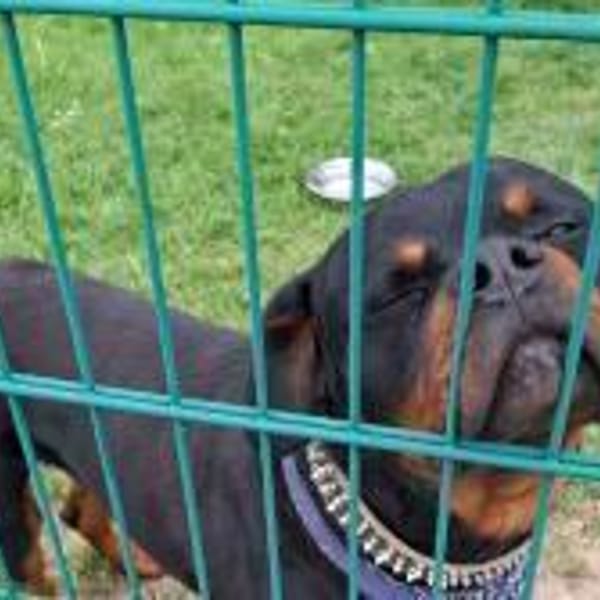 Muffin sucht ein Zuhause — Rottweiler