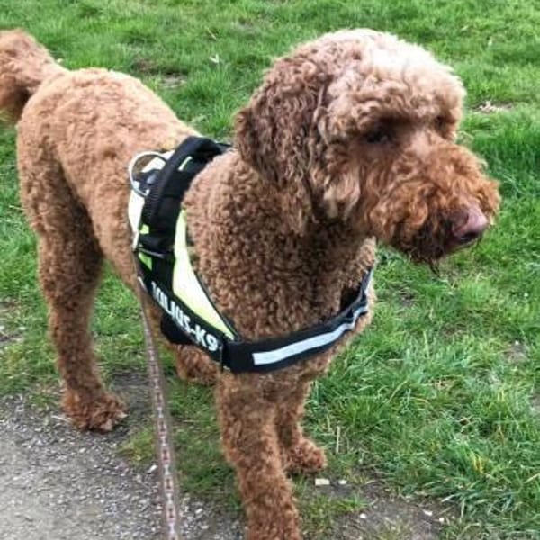 Toffee sucht ein Zuhause — Pudel