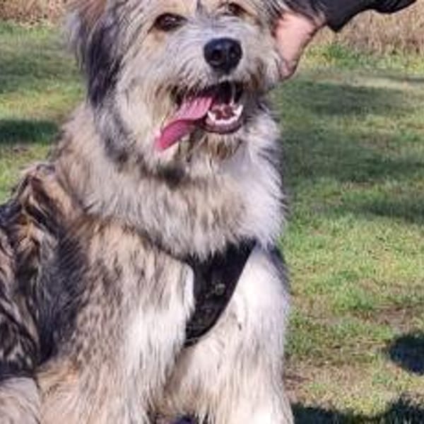 Neues Zuhause für Ronja gesucht — Mischling