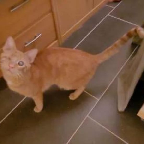 Zutraulicher Sully — Ehk