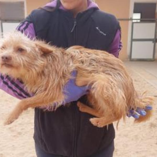 Darf Giulio zu Ihrer Familie gehören? — Mischling