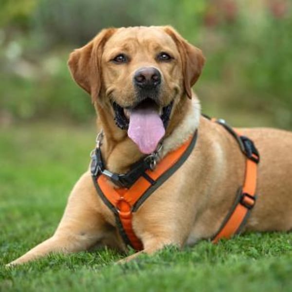 MR. SAM braucht klare Führung — Labrador Retriever