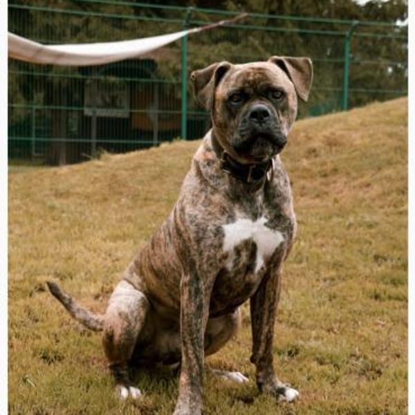 Leo möchte endlich ankommen — Bullmastiff