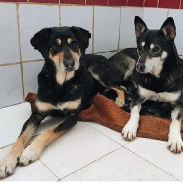 Ella & Enya  Ein unzertrennliches Duo — Mischling