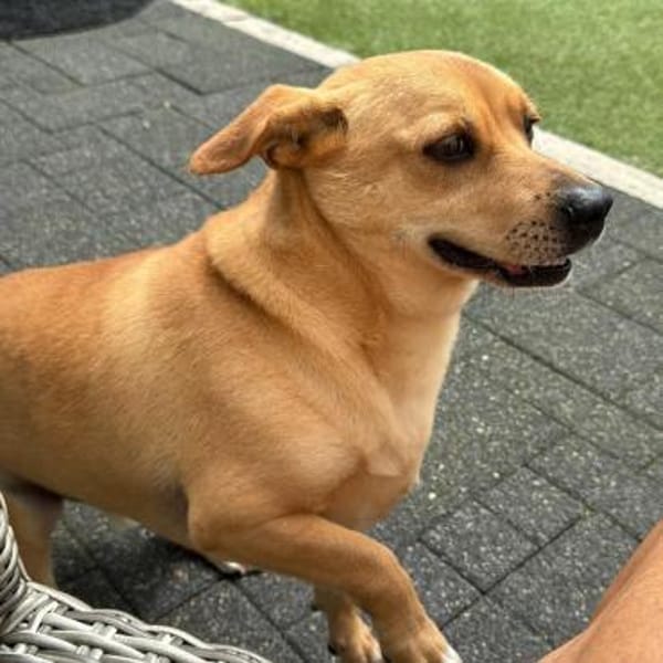 DANNY - ein Juwel zum Verlieben! — Mischling