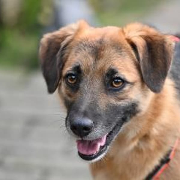 HONEY - süss wie Honig — Shund