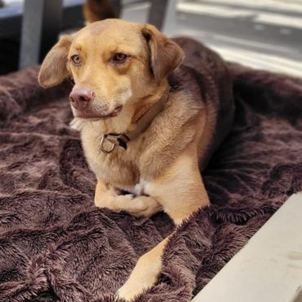 Alina - neugierig, verträglich - in DE — Mischling