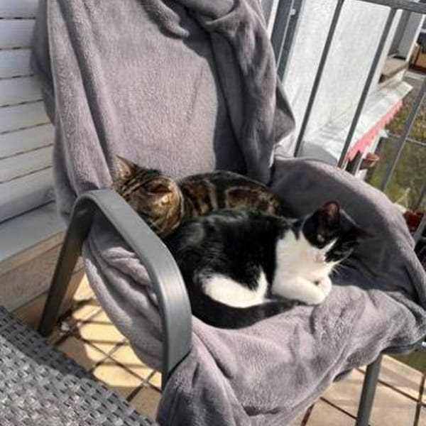 Dringend Zuhause für Katzenladys gesucht — Europäisch Kurzhaar