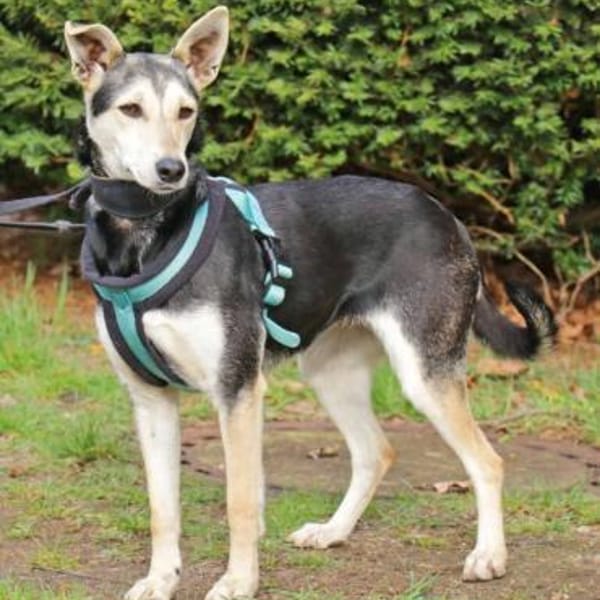 Chimera liebt die Menschen — Mischling