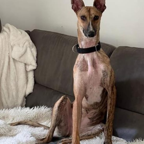 Pandorra -leinenführig, freundlich- in D — Rumänischer Windhund