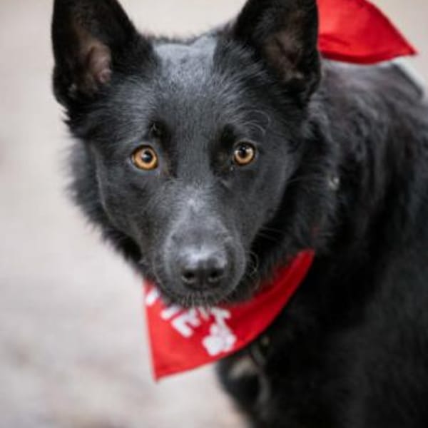 Schönheit Emma in 45138 Essen — Mischling