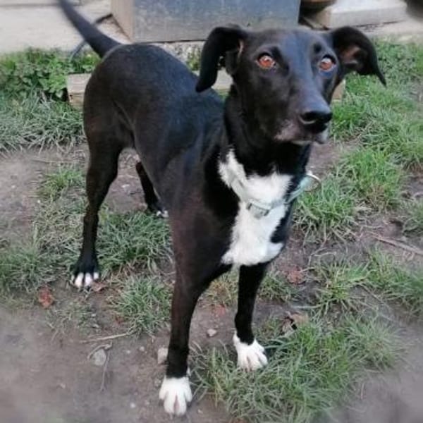 Vespa - Zuhause gesucht — Galgo