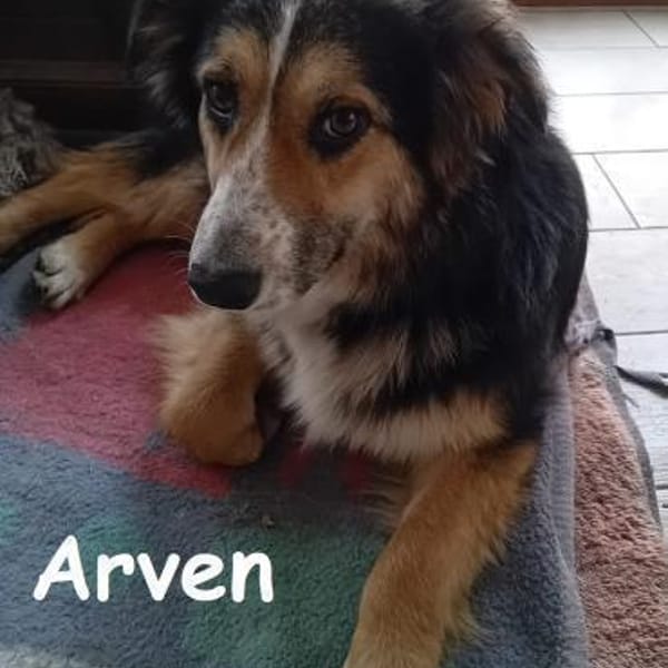 Arven  Rohdiamant sucht liebevolles ... — Mischling