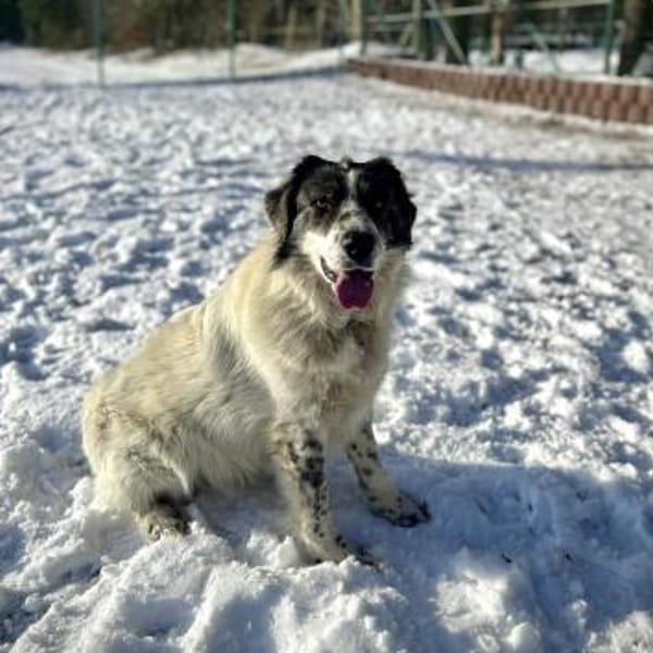 Dankbare Hedwig sucht ihre Menschen — Shund