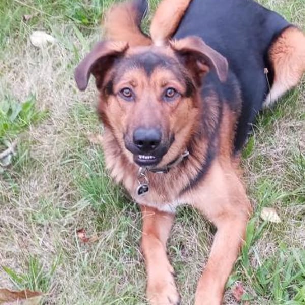 Torin 💙💙💙 bildhübscher Bub — Schäferhund