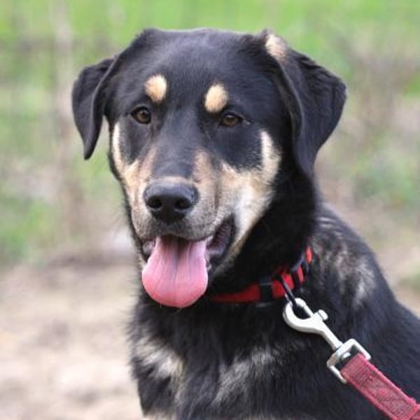 Marvin - von einer Müllhalde gerettet — Mischling