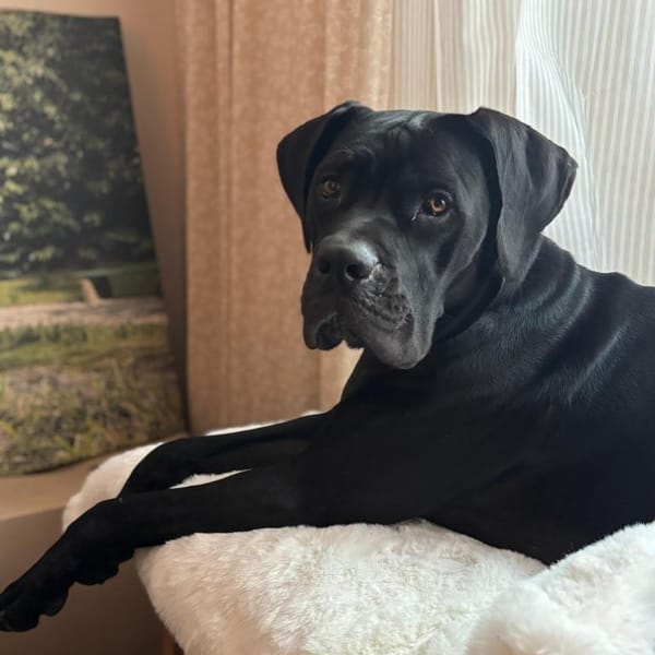 Pancake 💙💙💙 ein wahrer Prachtkerl — Cane Corso