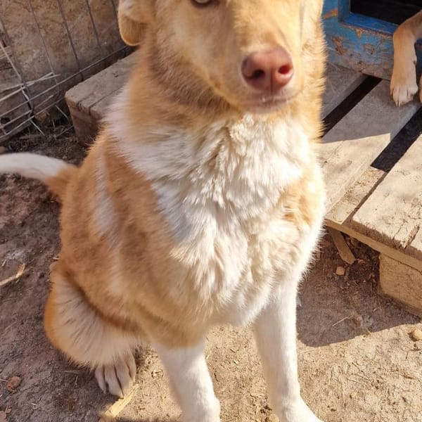 Andorra - freundlich, verträglich - in D — Mischling