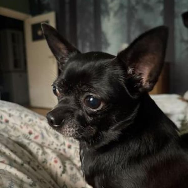 Chihui eine Zuckerschnute — Chihuahua