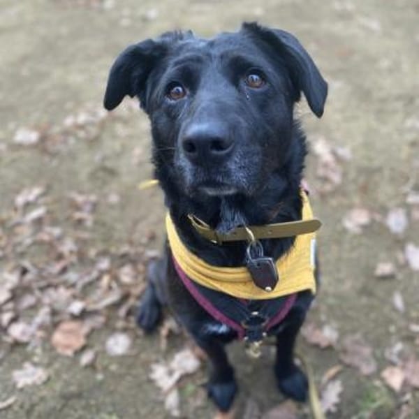 Bonnie sucht ein liebes Heim — Labrador Retriever