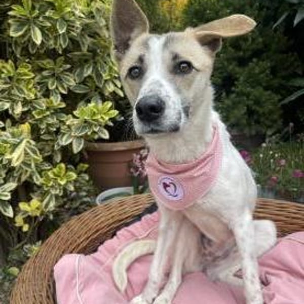 Franzi — Mischling