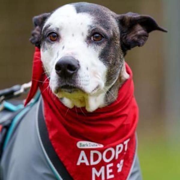 Tilda sucht ihr Zuhause — Bardino