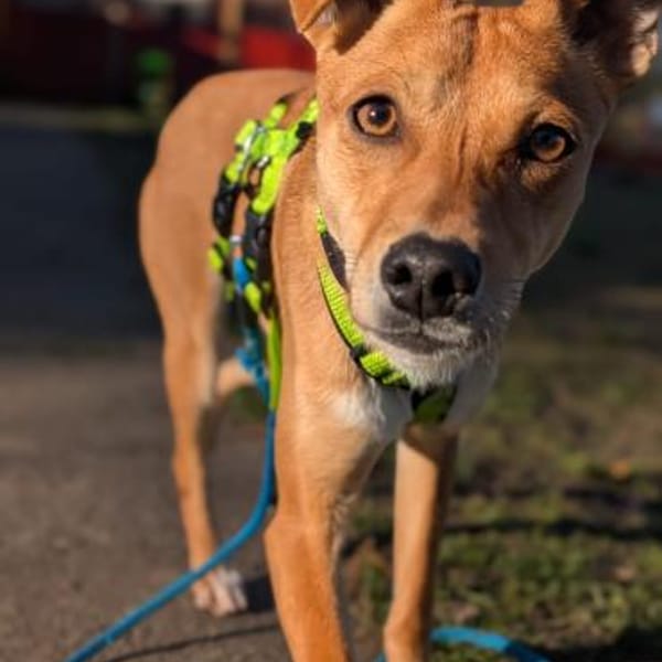 SALVIA  Familienanschluss gesucht — Mischling