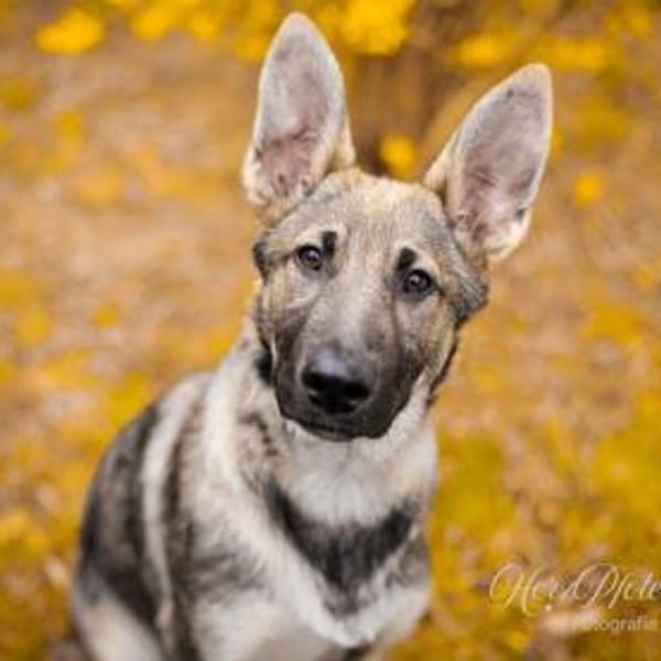 Darf Mal an Ihrem Leben teilhaben? — Schäferhund