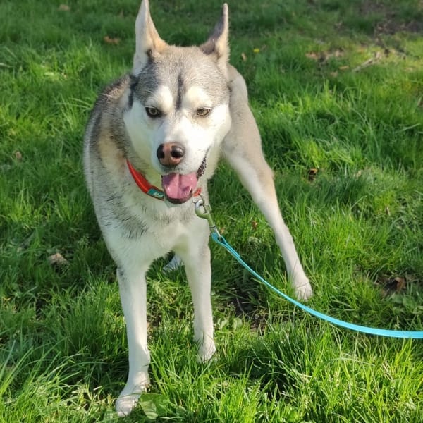 MASTA PAA24183 — Husky De Sibérie