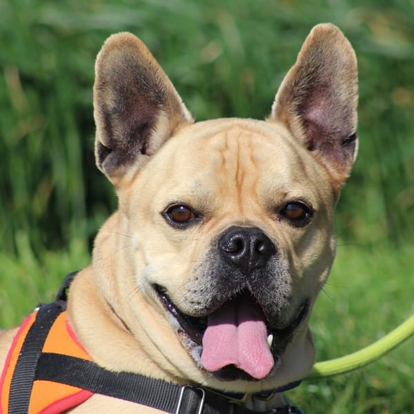 TIPLOUF — Croisé / Autre