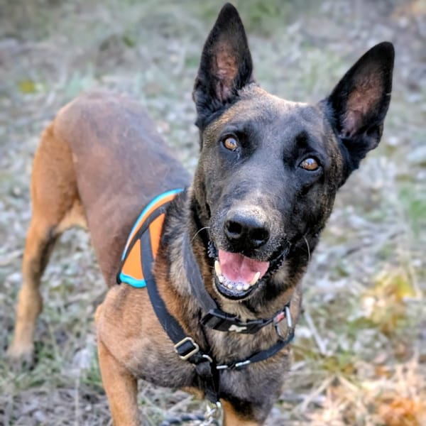 Old Hup — Malinois