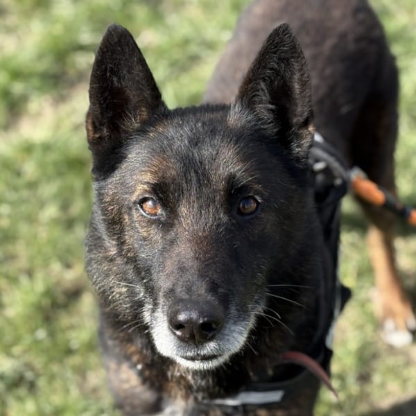 MORPHEUSS DIT MACK — Malinois