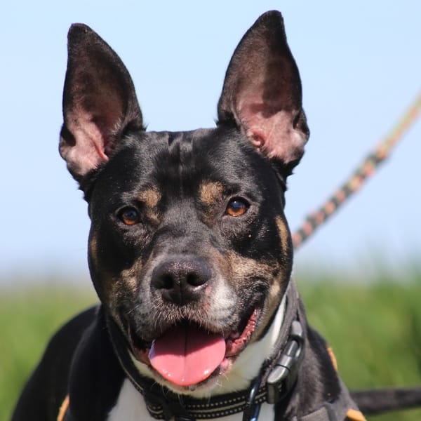 MARLEY — X Terrier