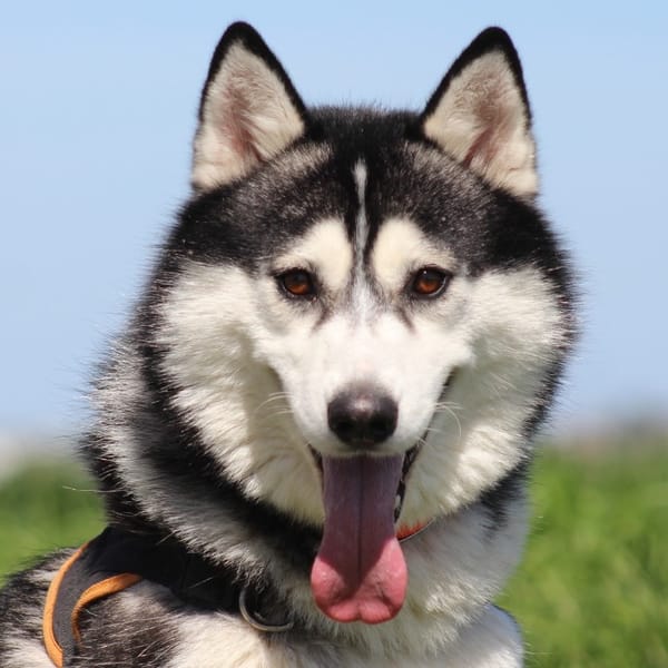 LOCKY — Husky De Sibérie