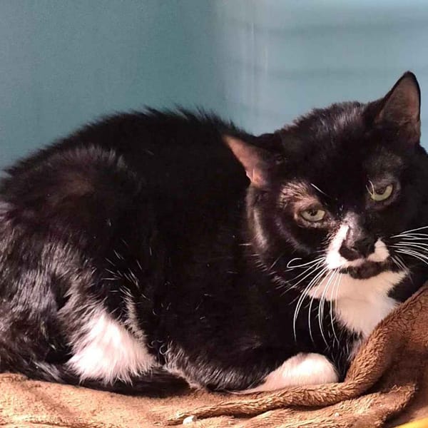 Burton — Européen