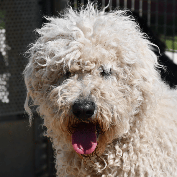 Kyra — Caniche Grand