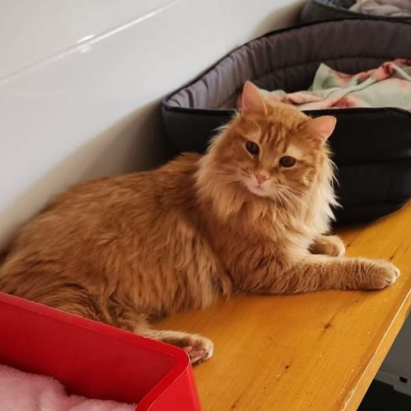 Pumpkin *RÉSERVÉ* — Européen