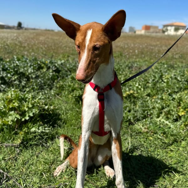 MORTADELA — Unknown