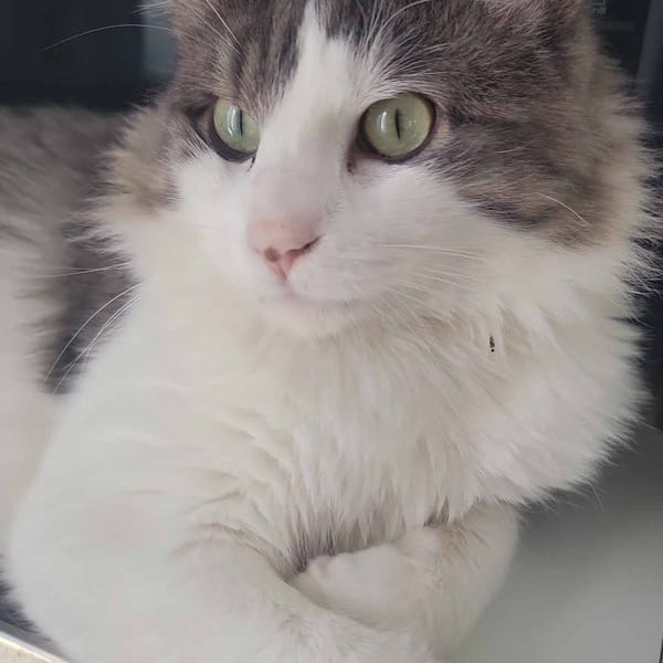 Sylvestre — Unknown