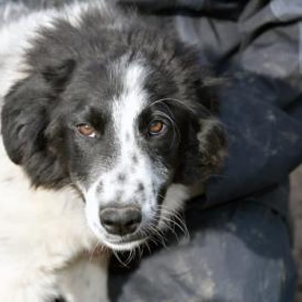 Geben Sie freundlichem Loki ein Zuhause? — Mischling