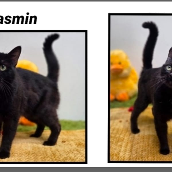 JASMIN (Réservé) — Européen