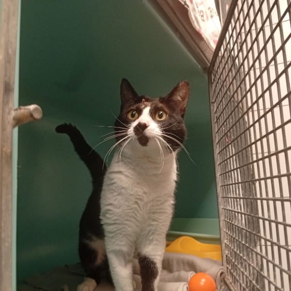 BANDICOOT — Croisé / Autre