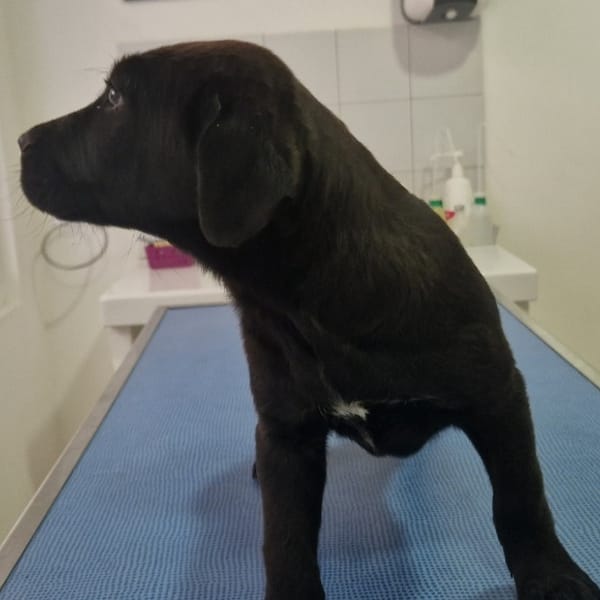 COCO (en cours d'adoption) — Croisé / Autre